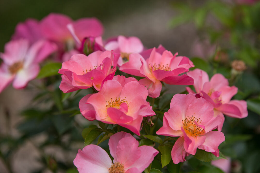 Easy Elegance® All the Rage™ Bare Root Rose Bush