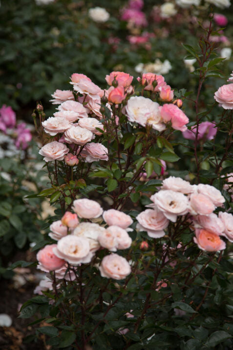 Easy Elegance® Calypso™ Bare Root Rose Bush