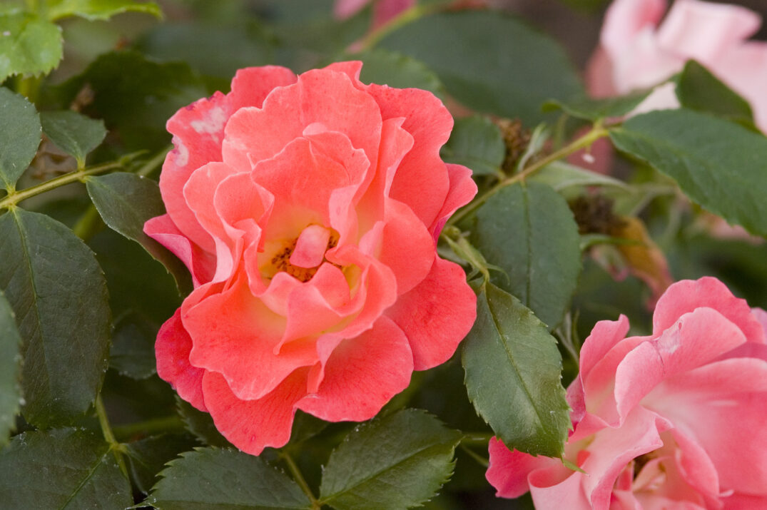 Easy Elegance® Coral Cove Bare Root Rose Bush