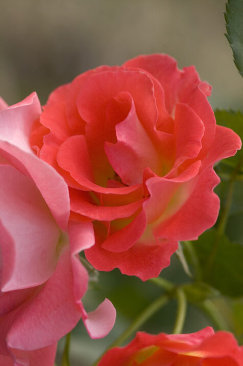 Easy Elegance® Coral Cove Bare Root Rose Bush