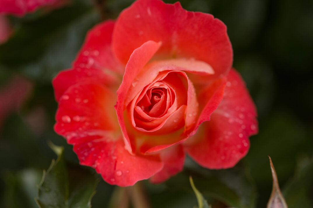 Easy Elegance® Coral Cove Bare Root Rose Bush