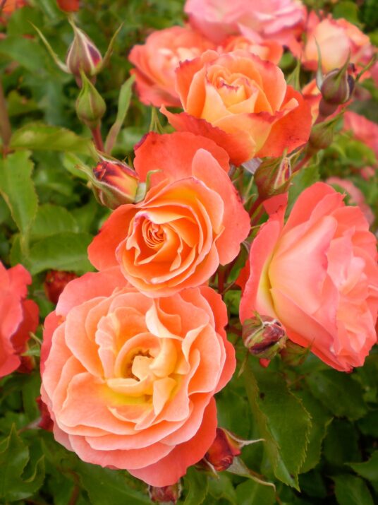 Easy Elegance® Coral Cove Bare Root Rose Bush