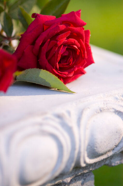 Easy Elegance® Kashmir Bare Root Rose Bush