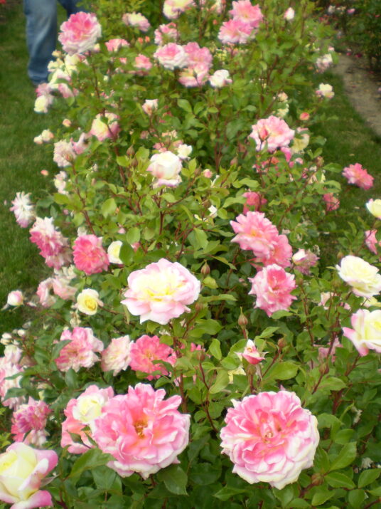 Easy Elegance® Music Box Bare Root Rose Bush