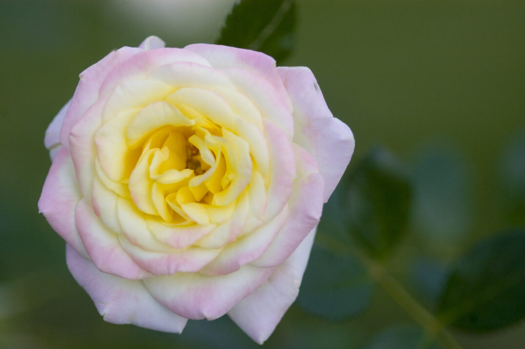 Easy Elegance® Music Box Bare Root Rose Bush