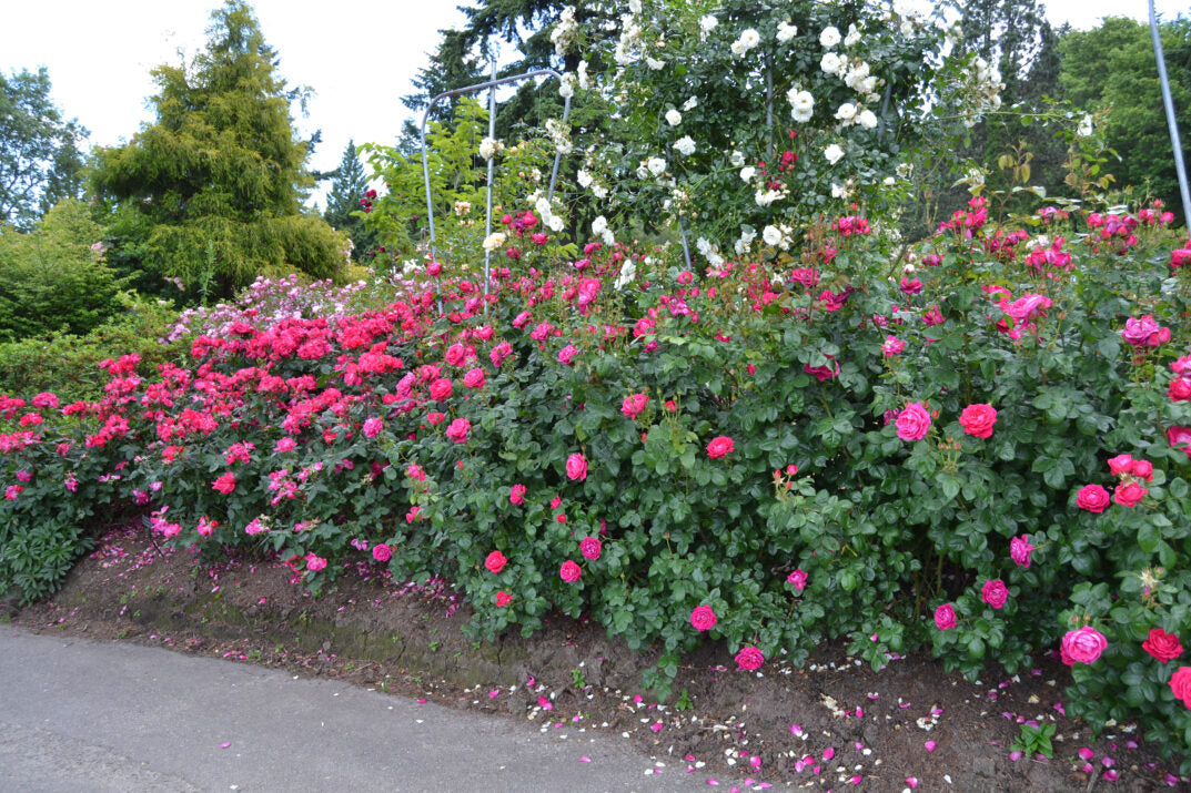 Easy Elegance® My Girl Bare Root Rose Bush