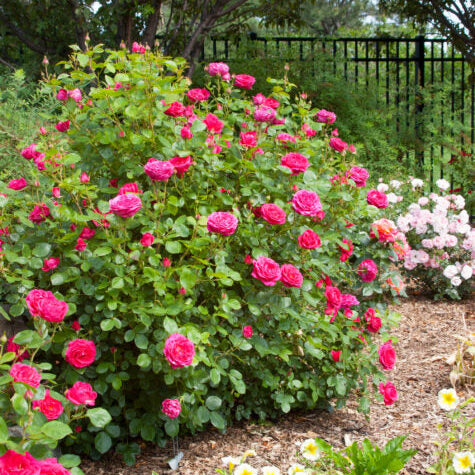 Easy Elegance® My Girl Bare Root Rose Bush