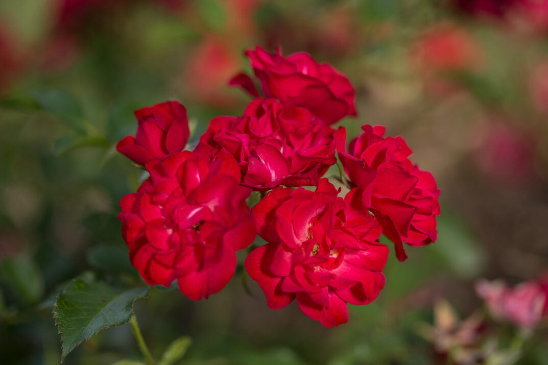 Easy Elegance® Mystic Fairy® Bare Root Rose Bush