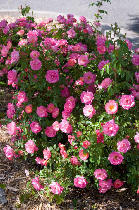 Easy Elegance® Sunrise Sunset Bare Root Rose Bush