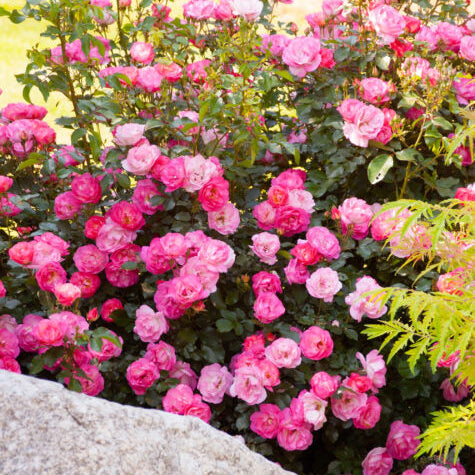 Easy Elegance® Sunrise Sunset Bare Root Rose Bush
