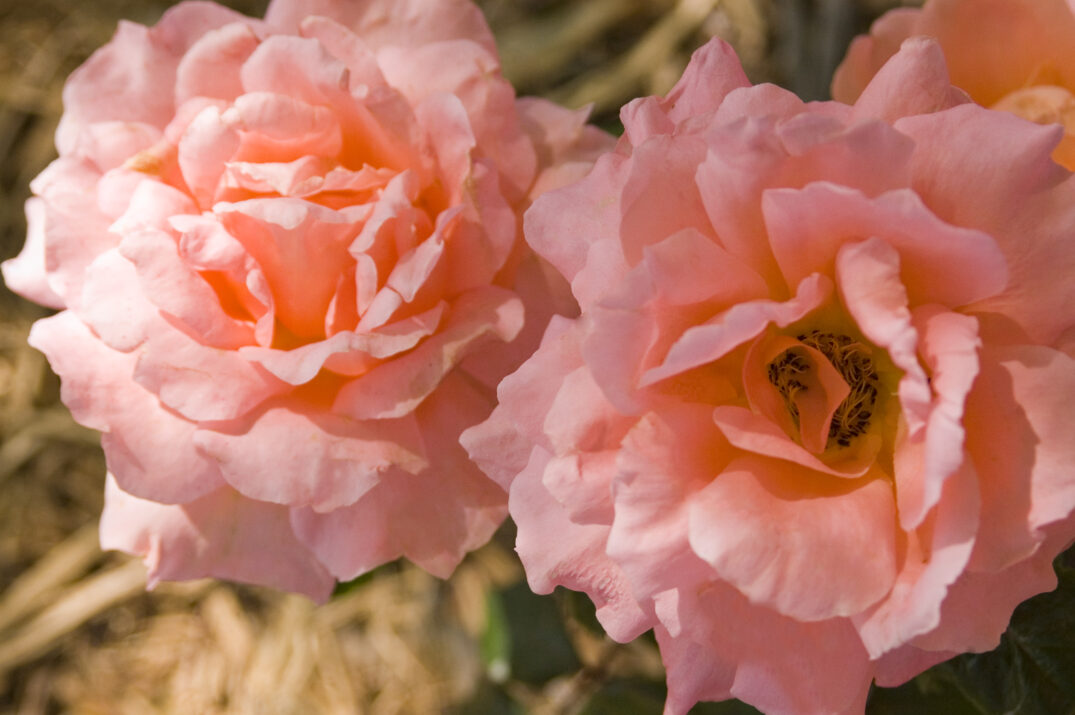 Easy Elegance® Sweet Fragrance Bare Root Rose Bush