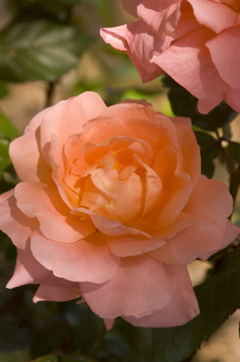 Easy Elegance® Sweet Fragrance Bare Root Rose Bush