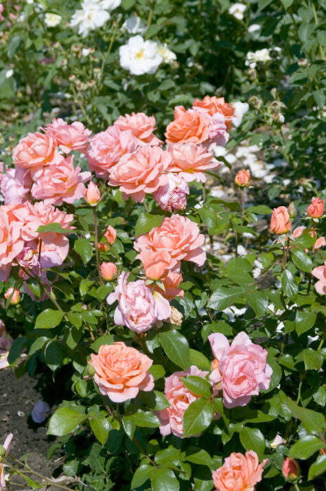 Easy Elegance® Sweet Fragrance Bare Root Rose Bush