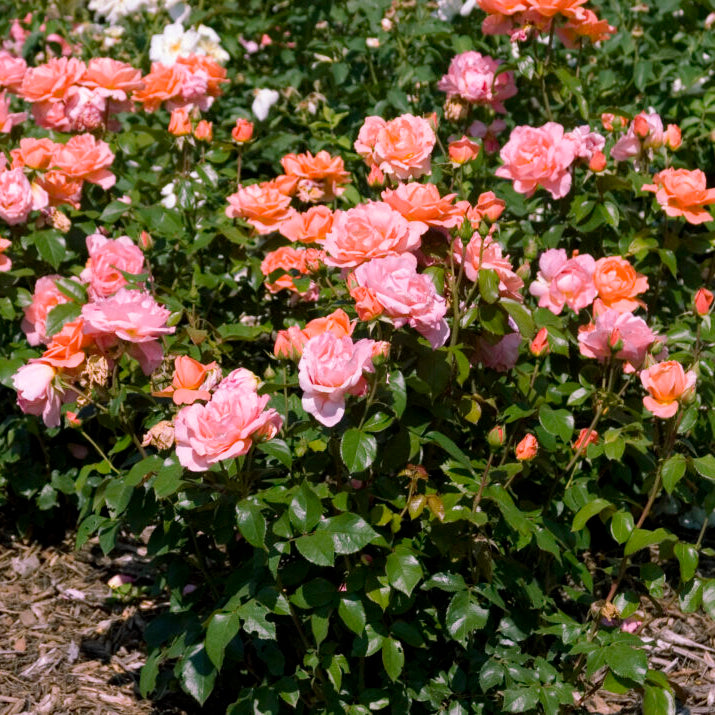 Easy Elegance® Sweet Fragrance Bare Root Rose Bush