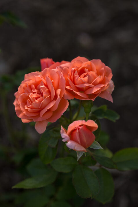 Easy Elegance® Sweet Fragrance Bare Root Rose Bush