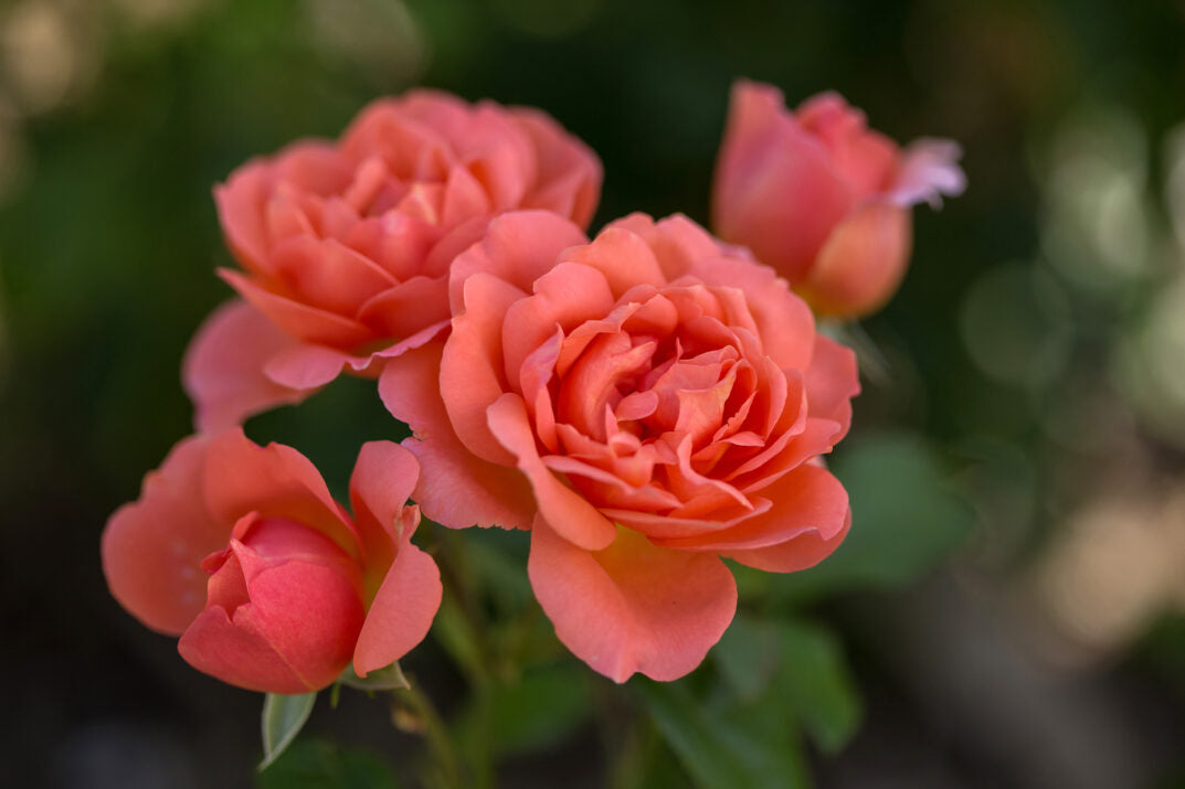 Easy Elegance® Sweet Fragrance Bare Root Rose Bush
