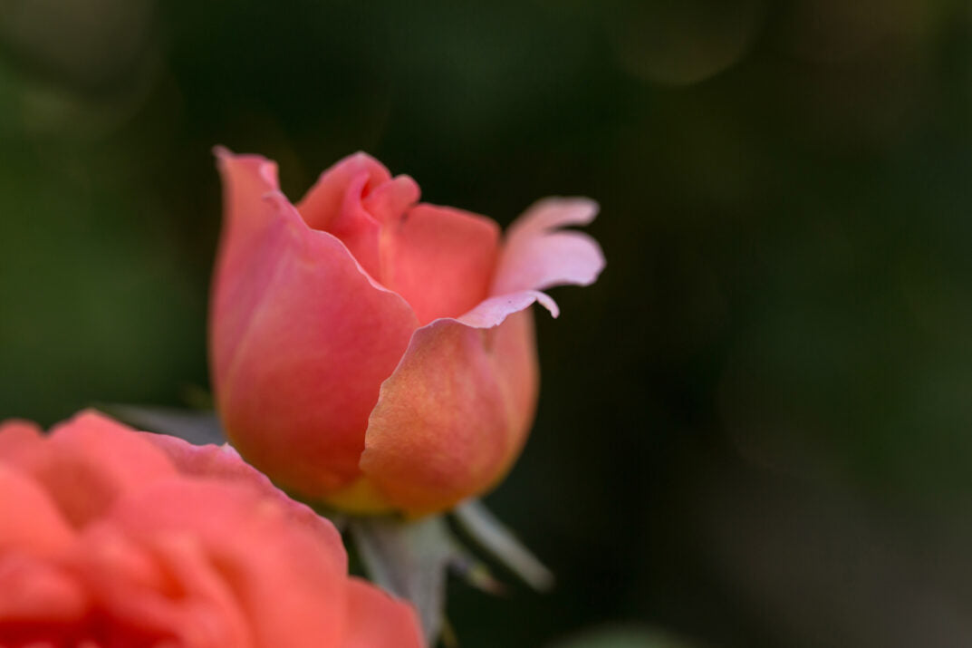 Easy Elegance® Sweet Fragrance Bare Root Rose Bush