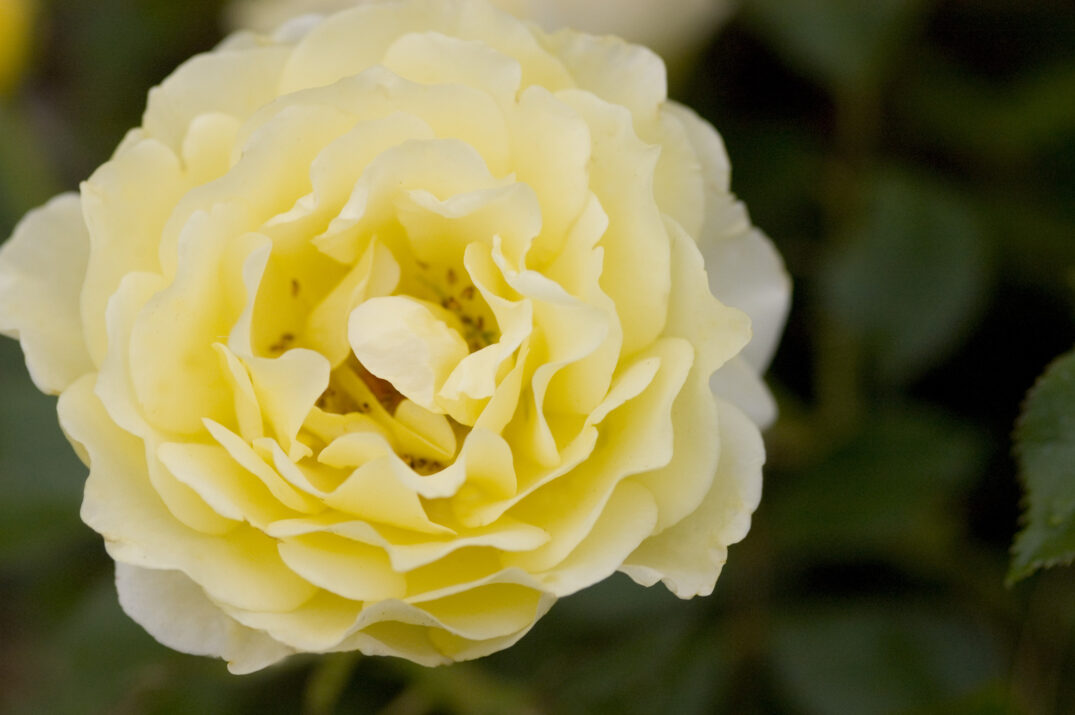 Easy Elegance® Yellow Submarine Bare Root Rose Bush
