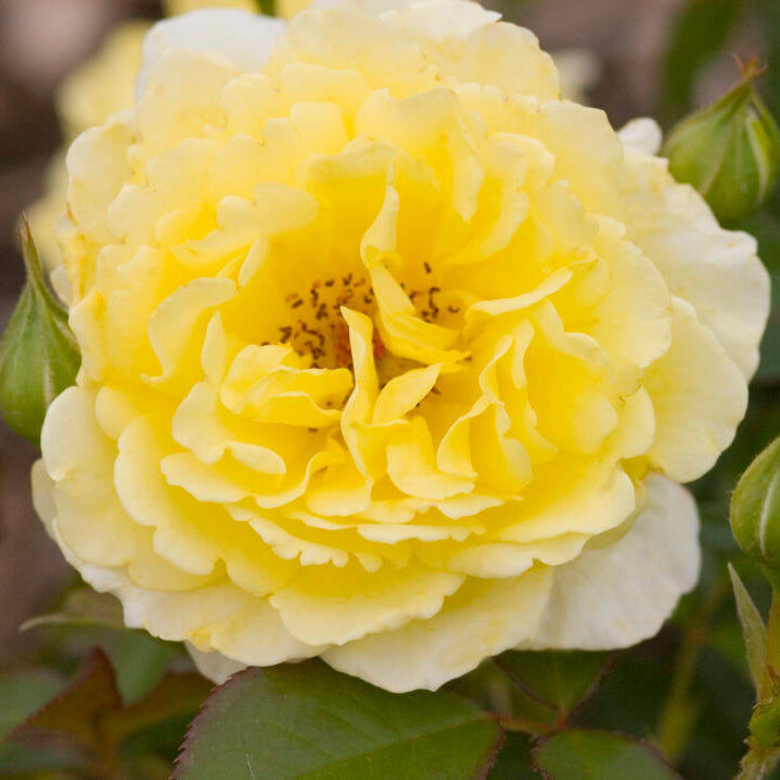 Easy Elegance® Yellow Submarine Bare Root Rose Bush
