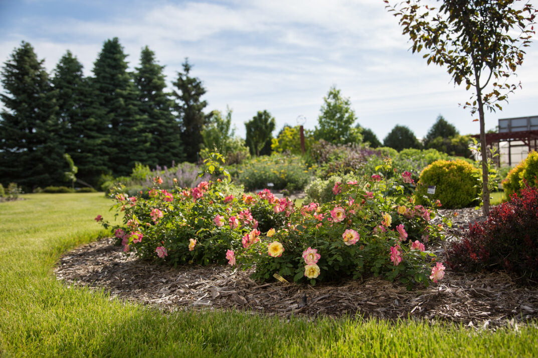 First Editions® Campfire Bare Root Rose Bush