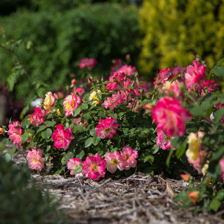 First Editions® Campfire Bare Root Rose Bush