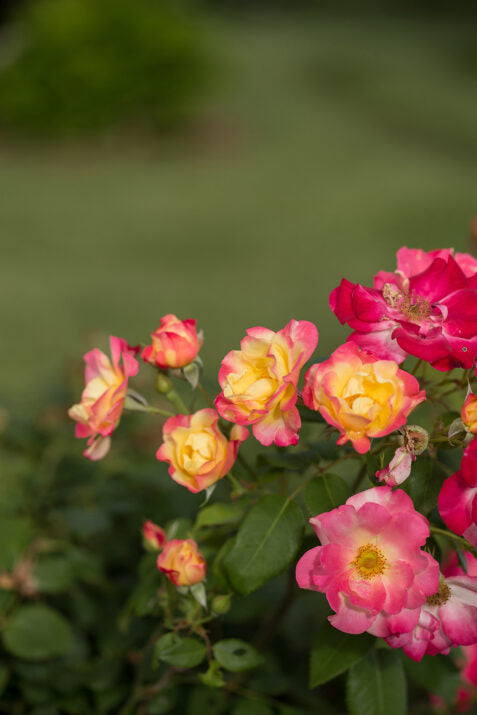 First Editions® Campfire Bare Root Rose Bush