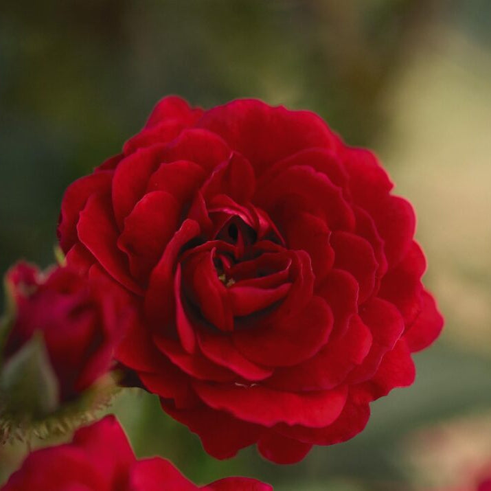 Easy Elegance® Paint the Town Bare Root Rose Bush