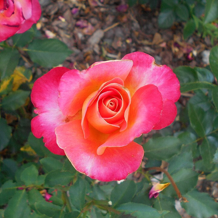 Granada Potted Rose Bush