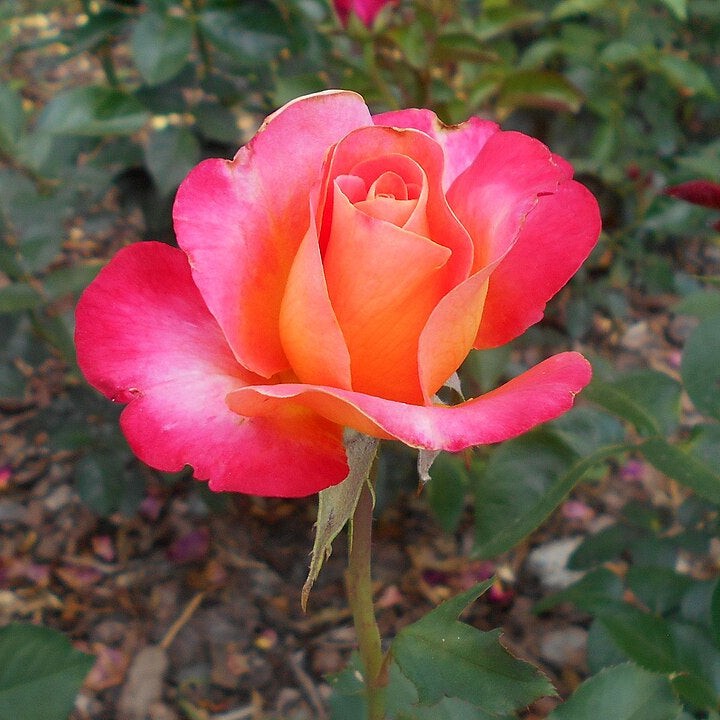 Granada Potted Rose Bush