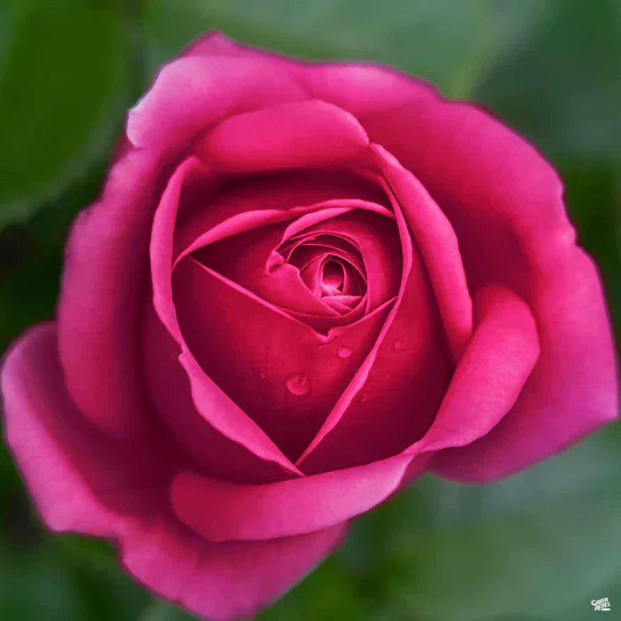 Stiletto™ 36" Tree Rose Bush