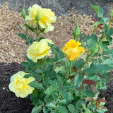 Sunsprite Bare Root Tree Rose