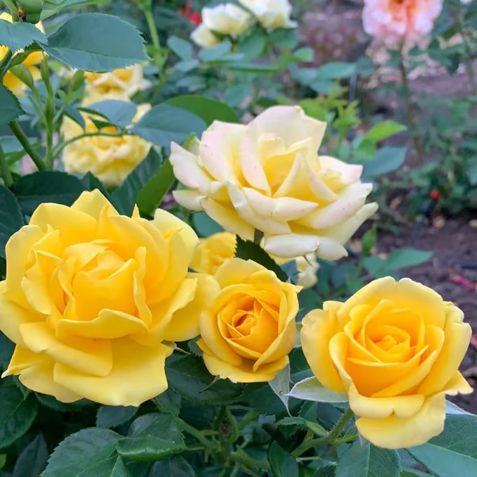 Shockwave™ Bare Root Rose Bush