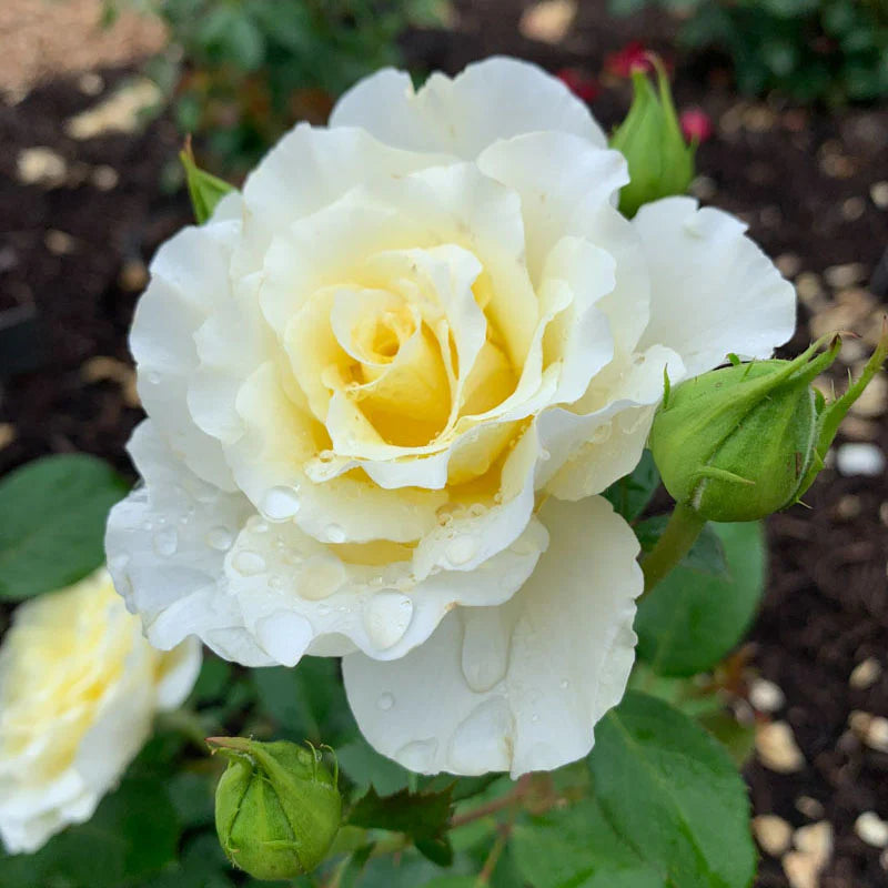 White Licorice™ Bare Root Tree Rose