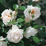 New Dawn Bare Root Climbing Rose