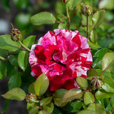 Rock & Roll™ Potted Rose Bush