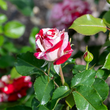 Rock & Roll™ Potted Rose Bush