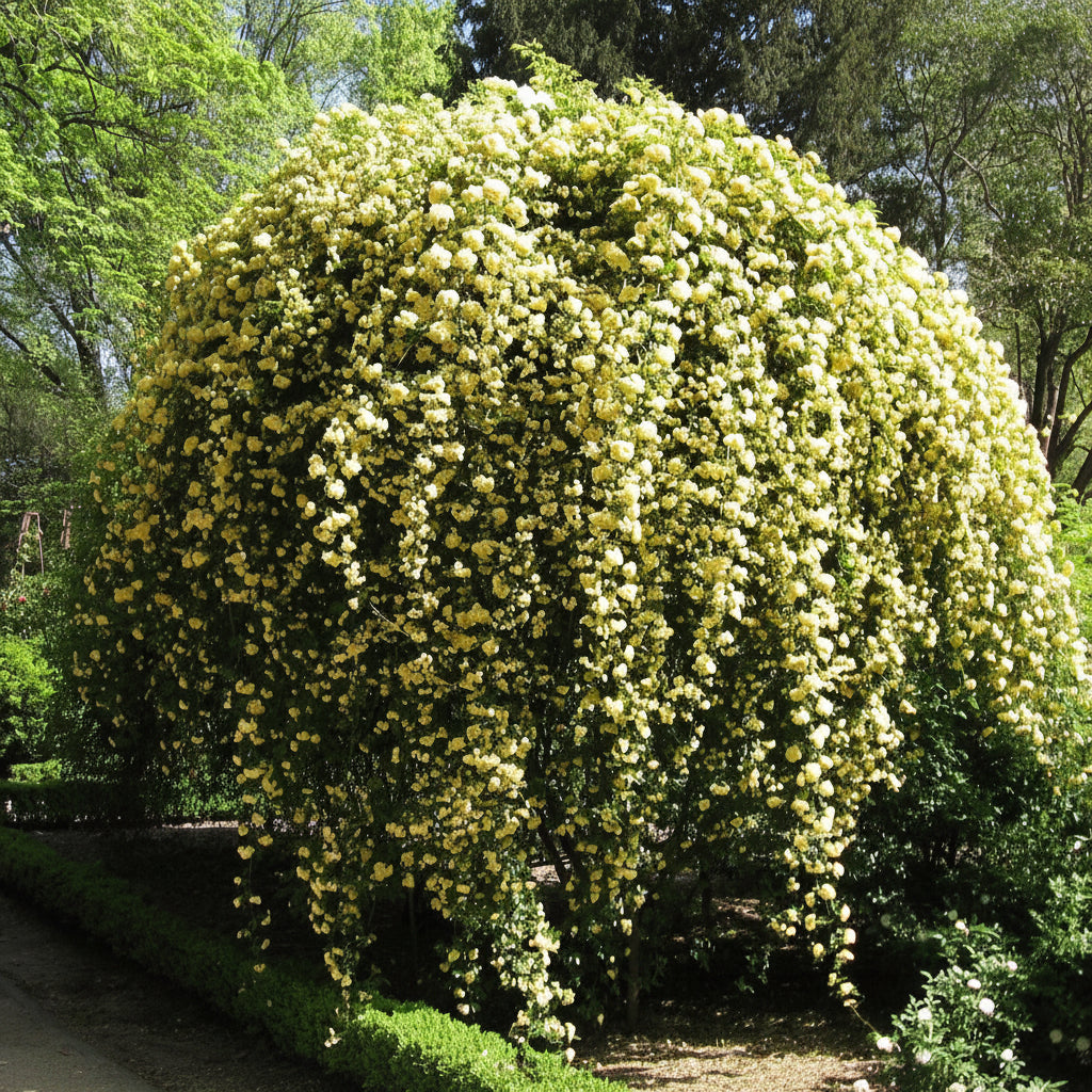 Lady Banks Potted Climbing Rose