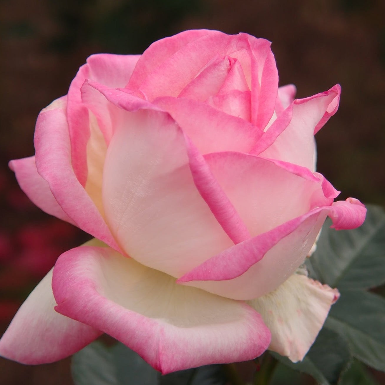 Princesse De Monaco® Potted Rose Bush