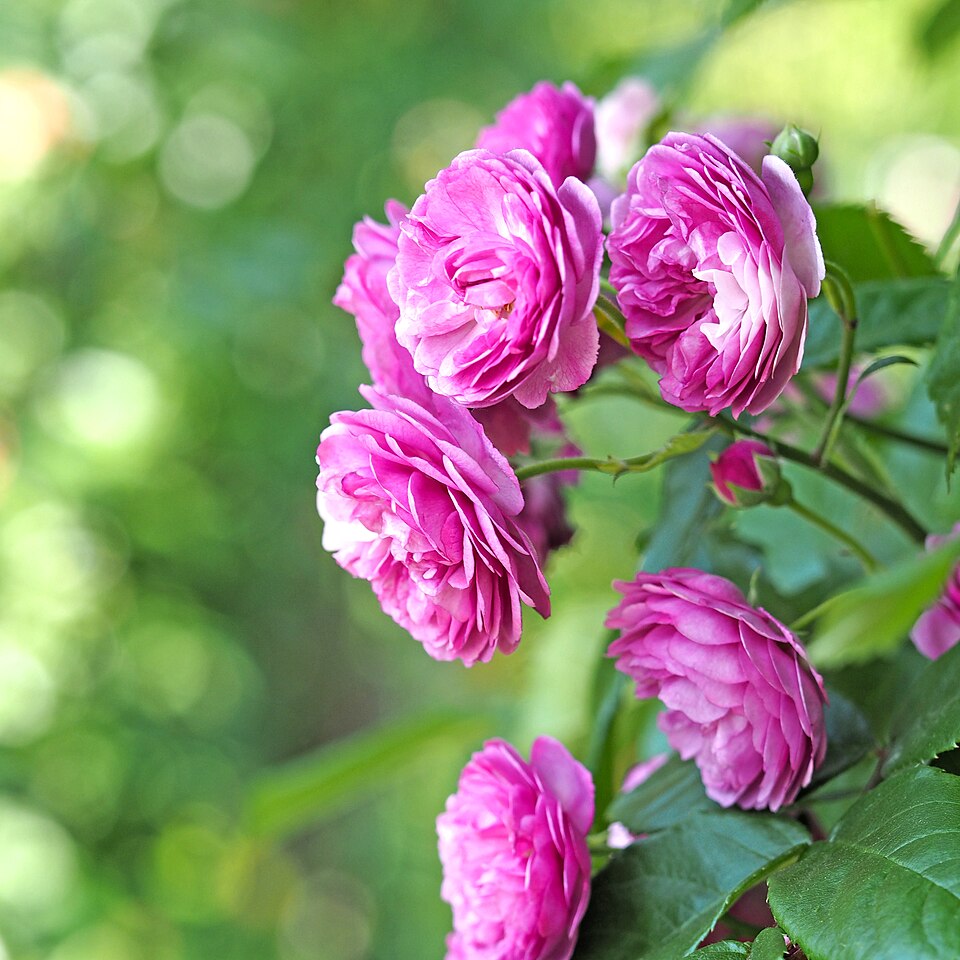 Excellenz von Schubert Potted Climbing Rose Bush