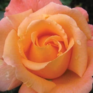 Rosemary Harkness Bare Root Rose Bush