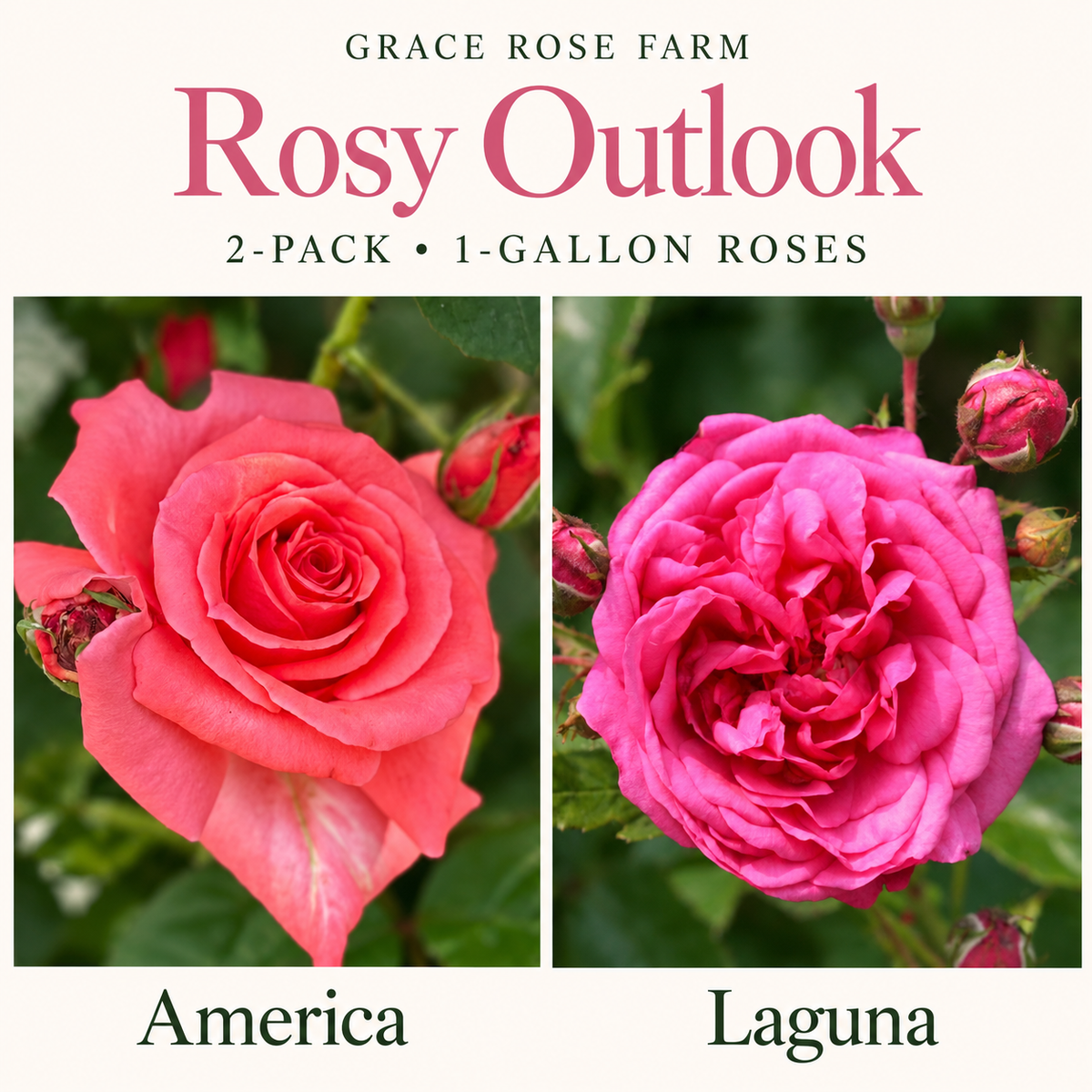ROSY OUTLOOK 2 Pack - America & Laguna™