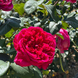 Rouge Royale ™ Bare Root Rose Bush
