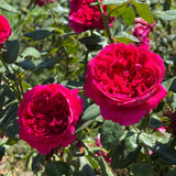 Rouge Royale ™ Bare Root Rose Bush