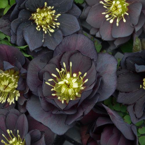 Helleborus 'Wedding Party Mix' Potted Lenten Rose Plant