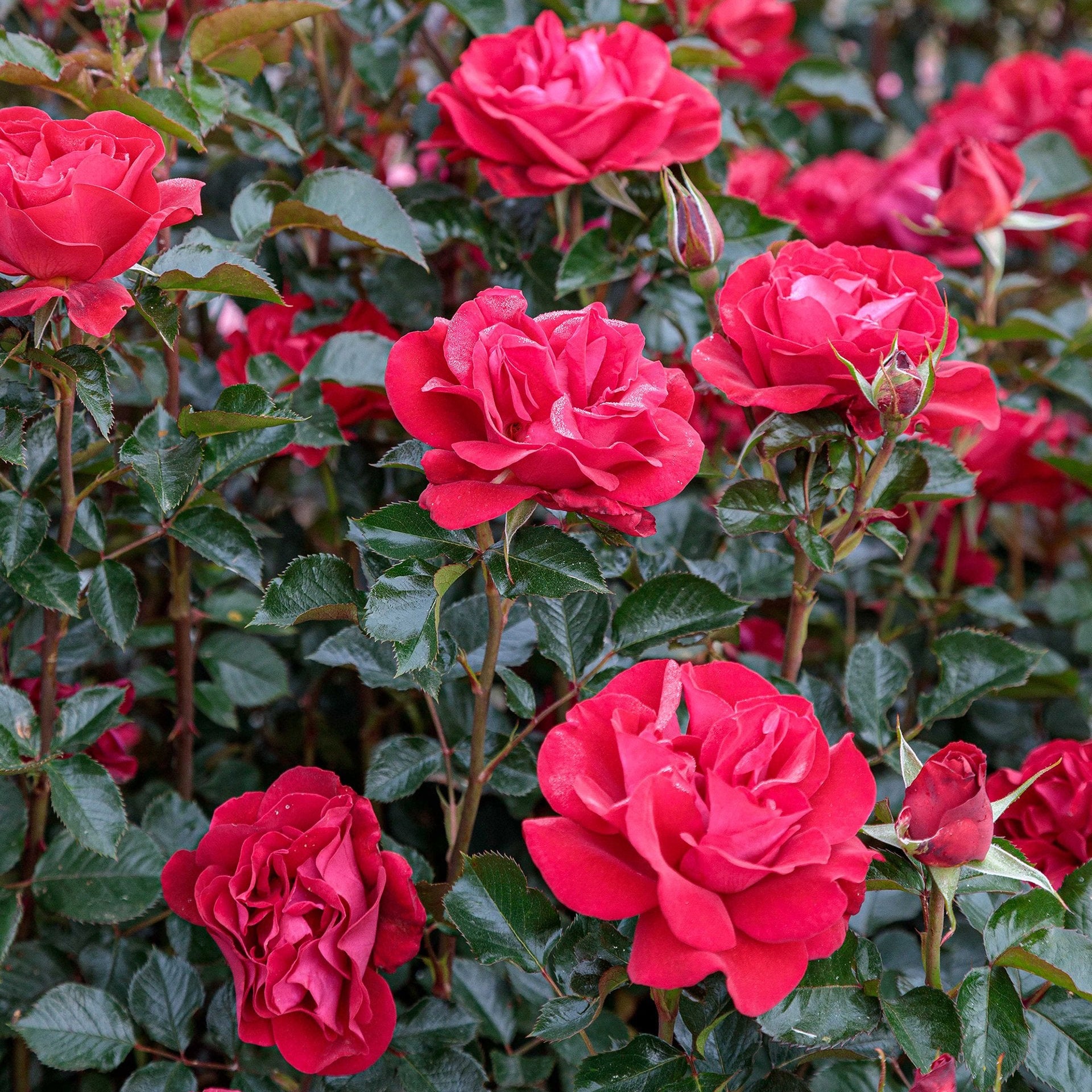 Ruby Ruby Potted Rose Bush | Red Rose Bush | Grace Rose Farm
