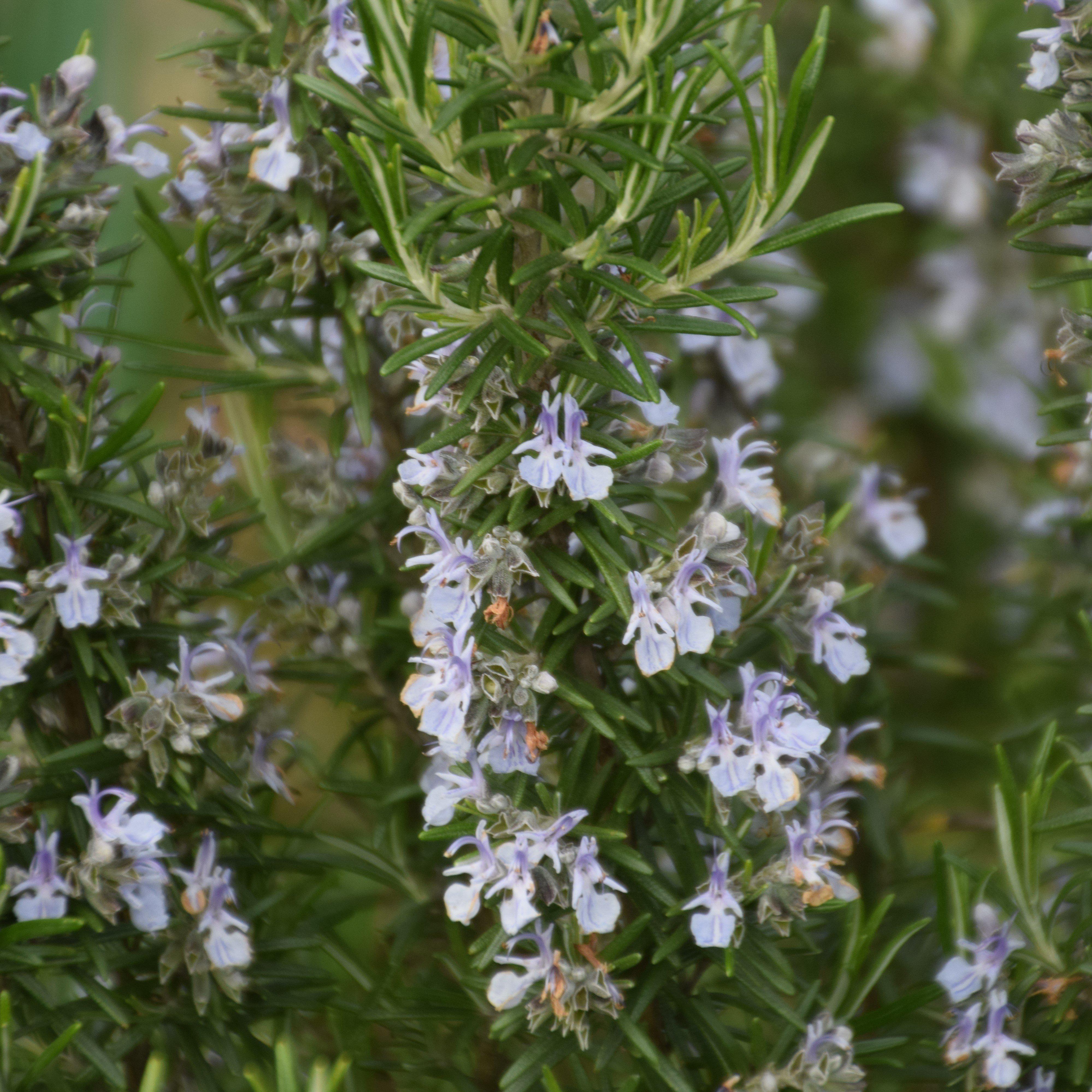 Rosemary 'Blue Spires' Potted Rosemary Plant