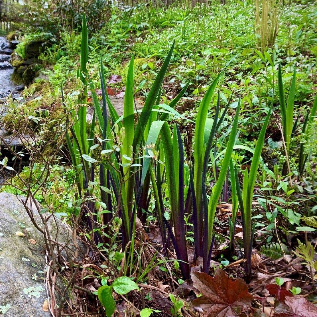 Iris 'Purple Flame' Potted Blue Flag Iris Plant