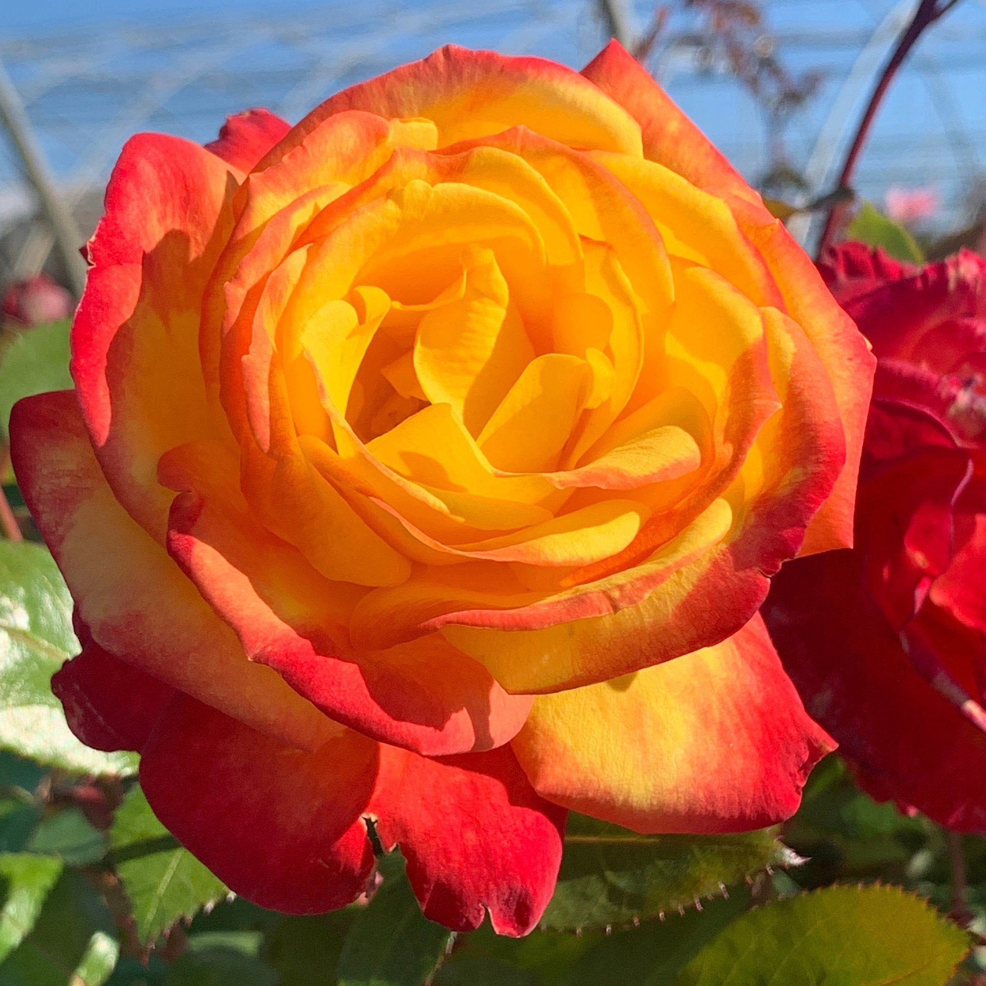 Sunbelt® Garden Flame™ Bare Root Rose Bush