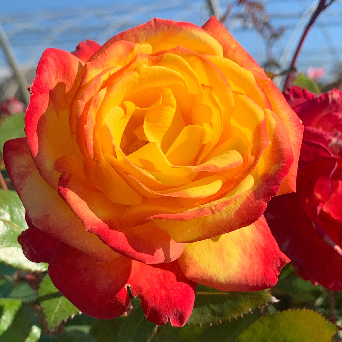 Sunbelt® Garden Flame™ Bare Root Tree Rose
