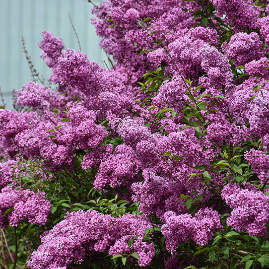 Saugeana Chinese Bare Root Lilac Bush